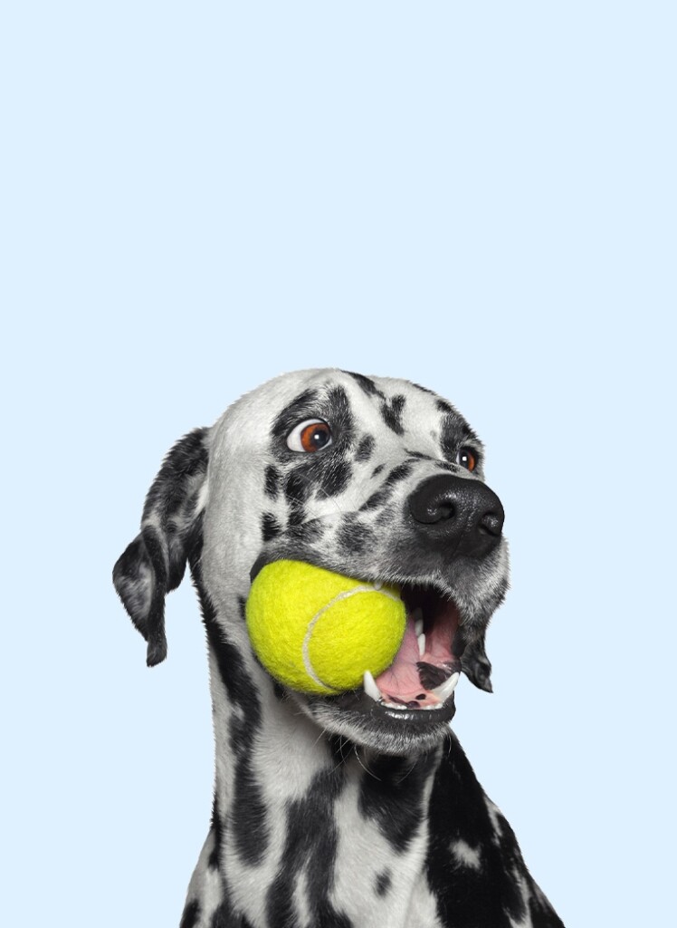 Image of dog with a tennis ball in its mouth