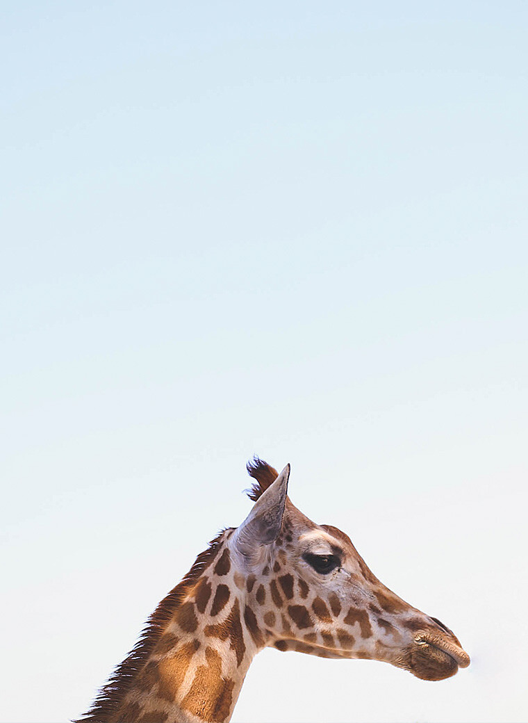 Giraffe head - Frontpage element 3